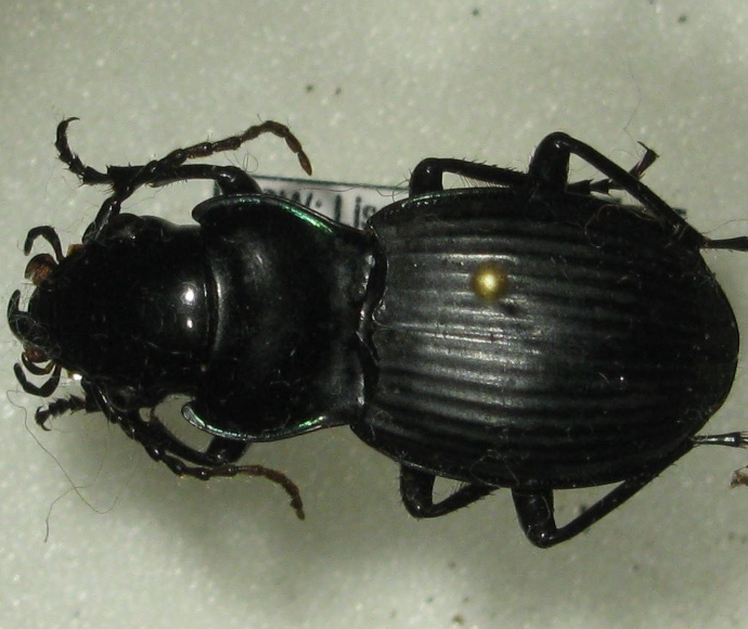 Atlas rainforest ground-beetle (Nurus atlas)