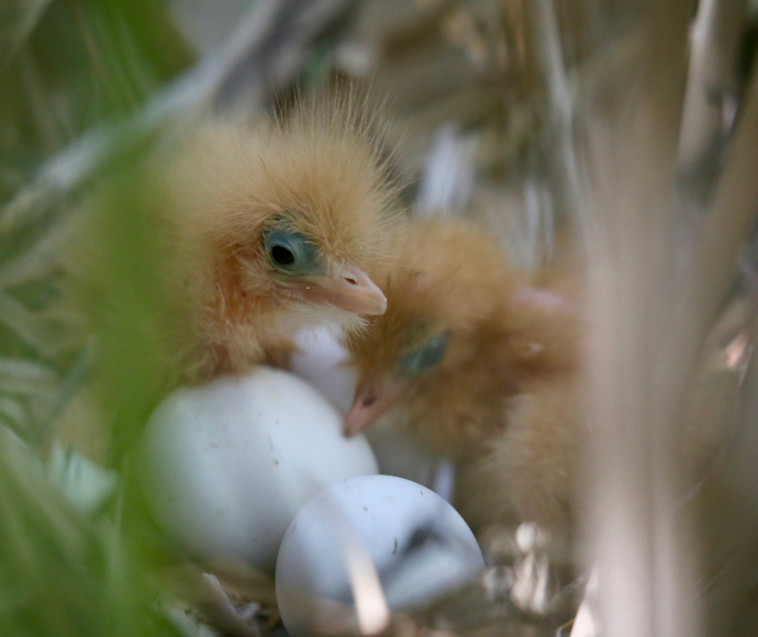 Two gorgeous chicks with fuzzy orange down sit in a nest together