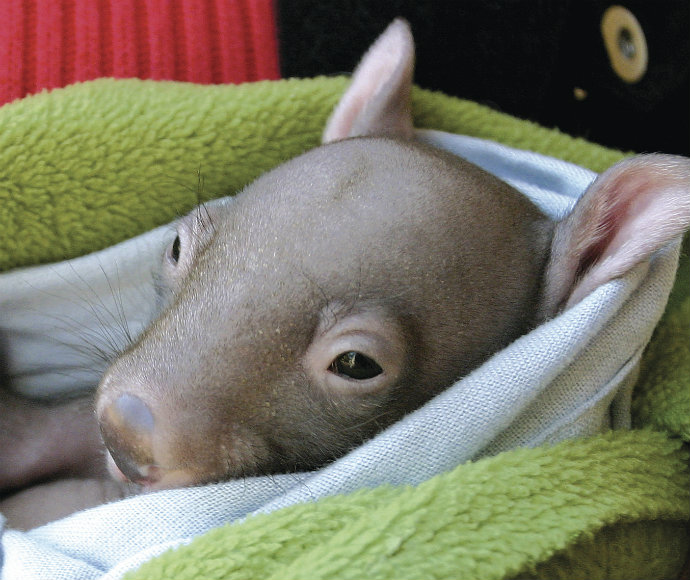 Bare-nosed wombat (Vombatus ursinus) joey, wildlife rescue