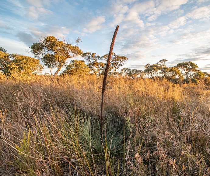 Grass tree with flower, Barren Grounds Nature Reserve