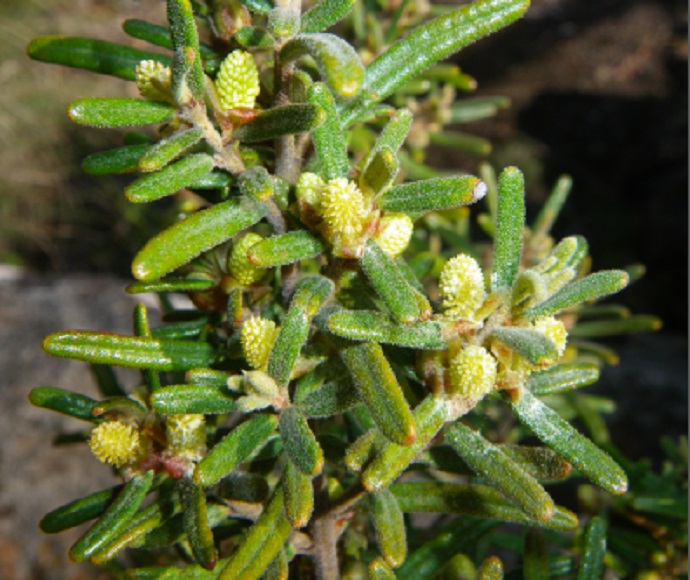 Bertya mollissima