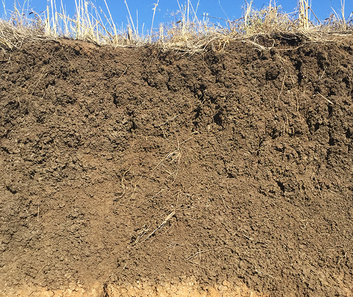 A Black Vertosol on the Liverpool Plains in which clearly shows the strong soil structure and cracks