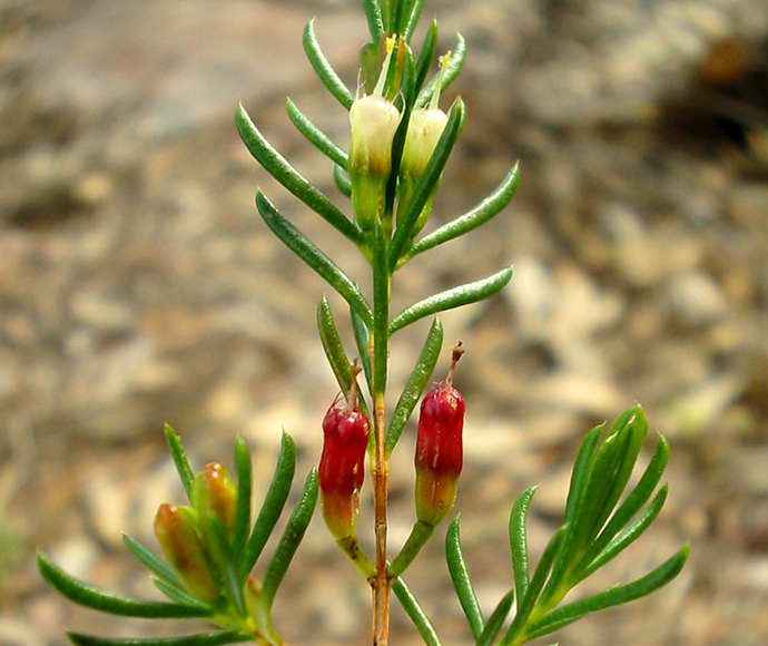 Homoranthus croftianus (Bolivia homoranthus)