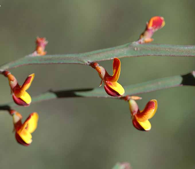 Close-up of a plant with slender green stems and small, butterfly-shaped red and yellow flowers
