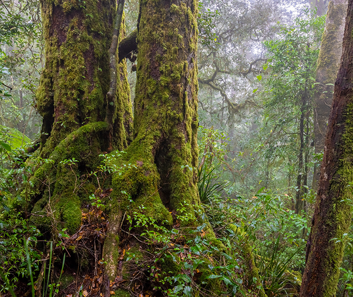 Antarctic beech trees (Nothofagus moorei), Border Ranges National Park