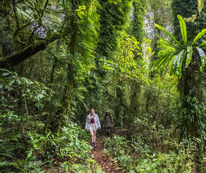 Bar Mountain, Border Ranges National Park
