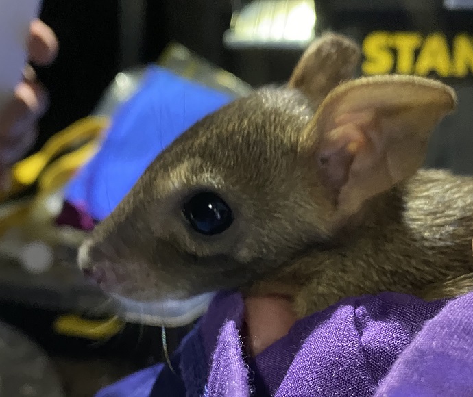 Pouch young brush-tailed bettong (Bettongia penicillata)