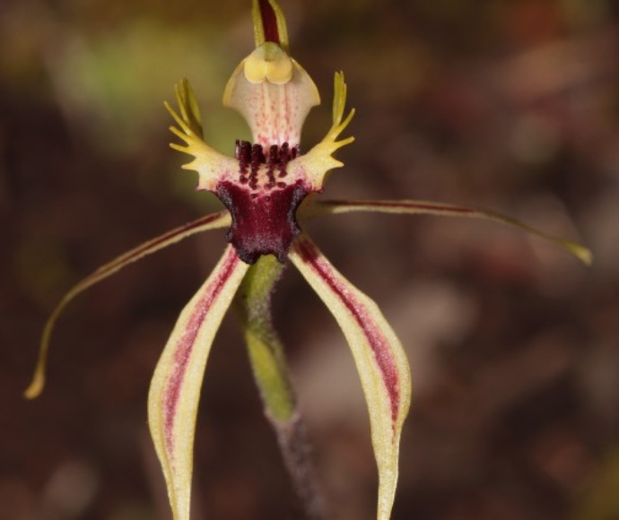 Caladenia amnicola