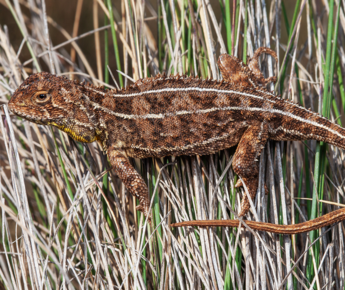 Canberra grassland earless dragon (Tympanocryptis lineata)