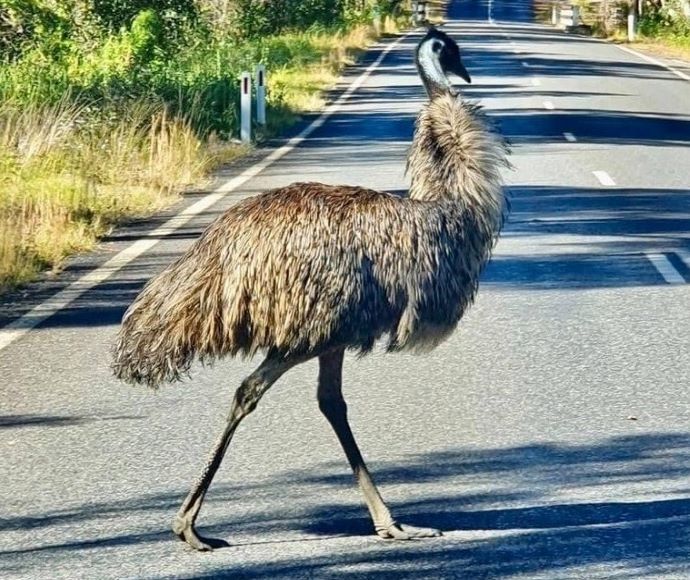 Coastal emu (Dromaius novaehollandiae) crossing a road