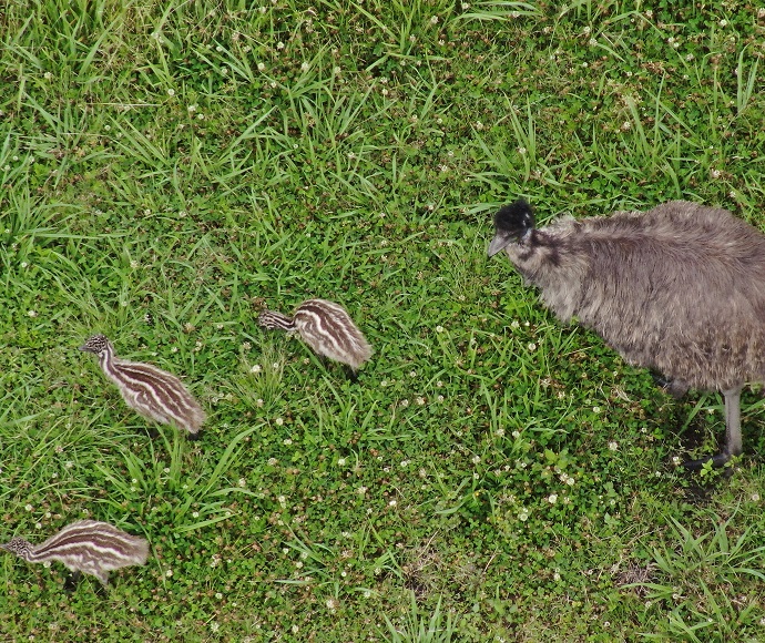Adult coastal emu (Dromaius novaehollandiae) with 3 chicks.