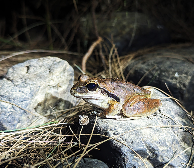 Frog on a rock