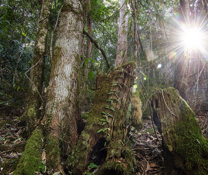 Basin loop track, Copeland Tops State Conservation Area