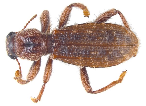 Cormodes darwini Pascoe, 1860 (Cleridae)