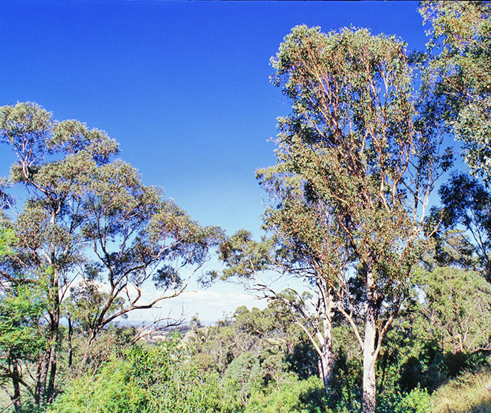 Fairfield farm, Cumberland Plain