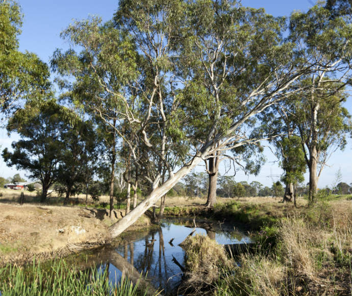 Cumberland Plain Woodland