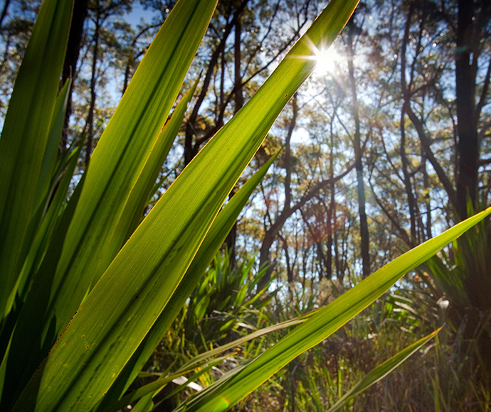 Bushland, Dharawal National Park