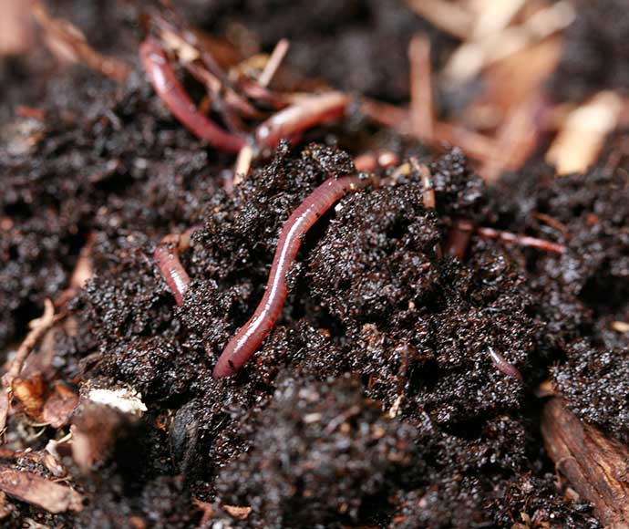 Earthworms are a comon soil organism and play an important role in breaking down organic matter and nutrient cycling