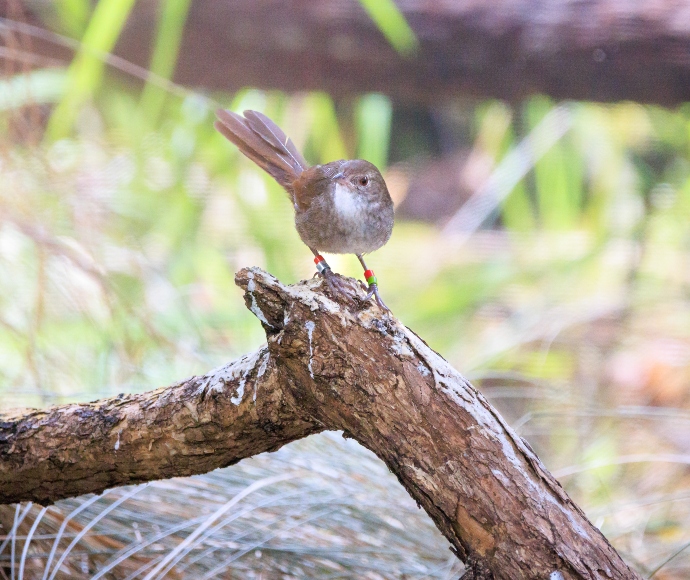 Eastern bristlebird (Dasyornis brachypterus)