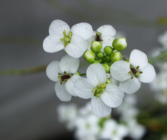 Elusive Cress (Irenepharsus magicus)
