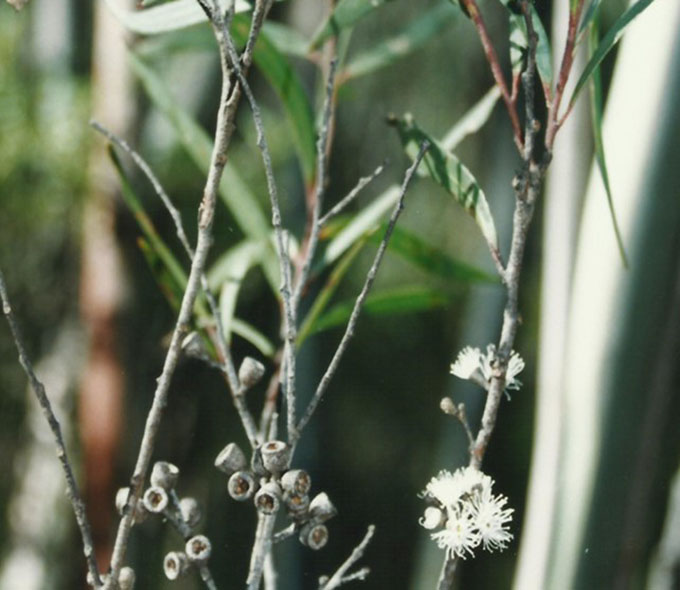 Eucalyptus approximan Maiden