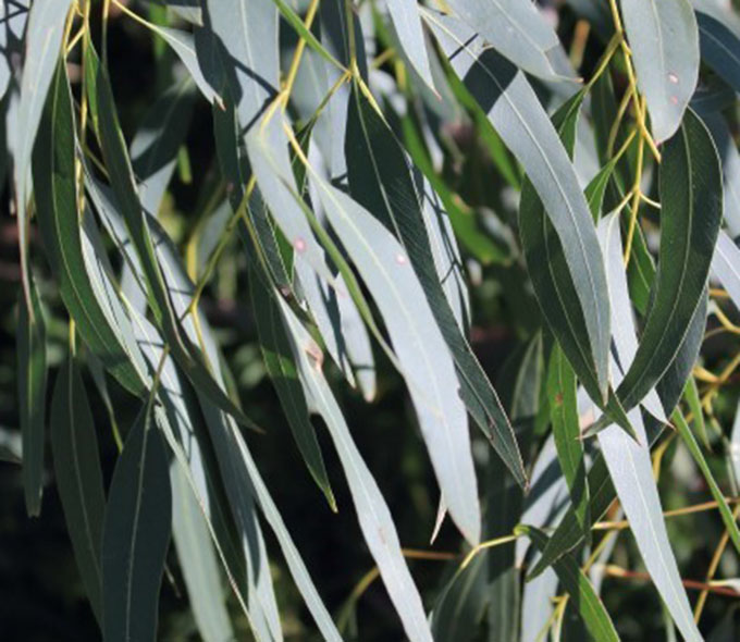 Eucalyptus benthamii Maiden Cambage