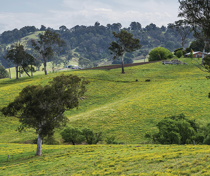 Farmland near Bega, NSW