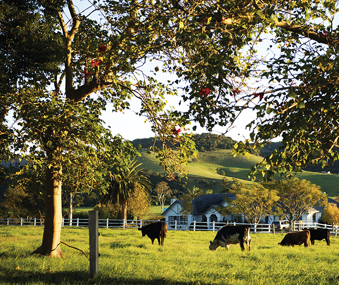 Cows in fields in the hinterland outside of Kiama NSW
