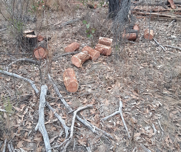 Firewood and deadwood collected illegally