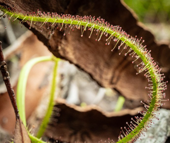 Forked sundew is long and green with small red hairs growing from it