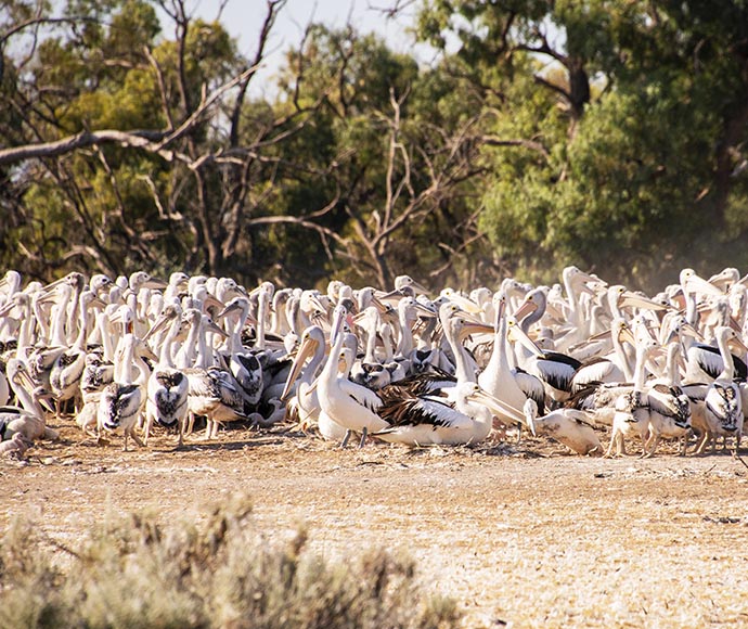A colony of pelicans including adults and chicks