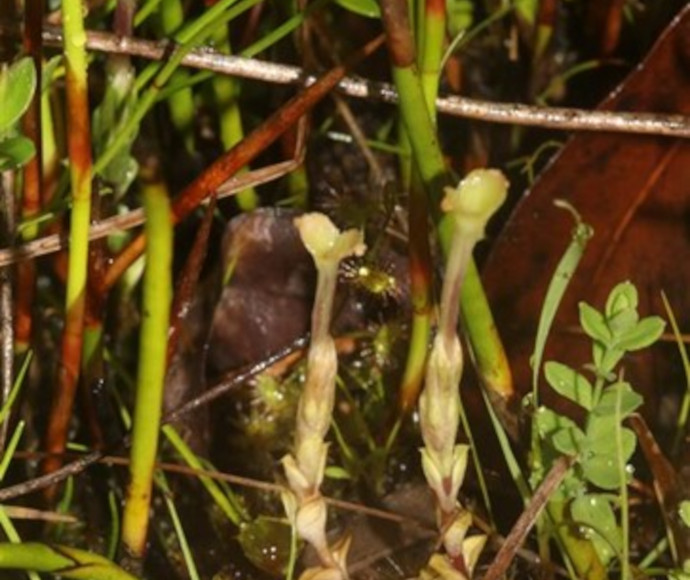 Gentiana wissmannii J.B. Williams