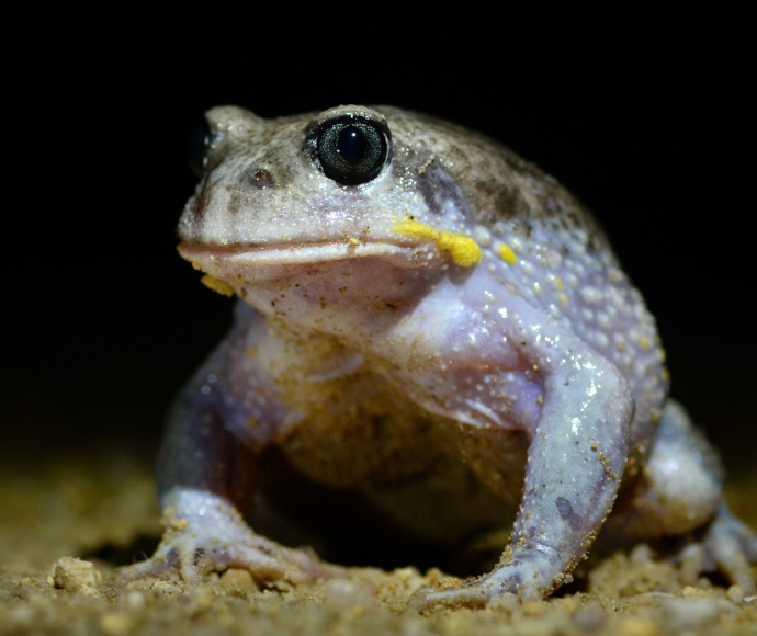 A large frog with translucent skin with yellow bumps