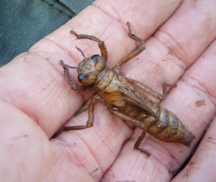 A person holding a dragonfly larvae in their hand. It spans across three of their fingers.