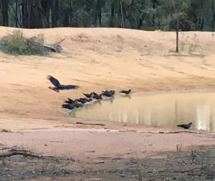 Glossy black-cockatoos (Calyptorhynchus lathami lathami) drinking at a dam, Goonoo Forest annual count
