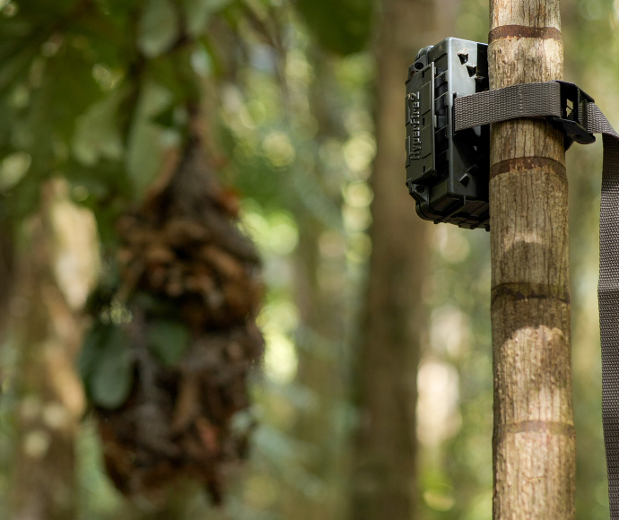 A small black camera encased in hard black plastic is strapped to a tree to monitor bats