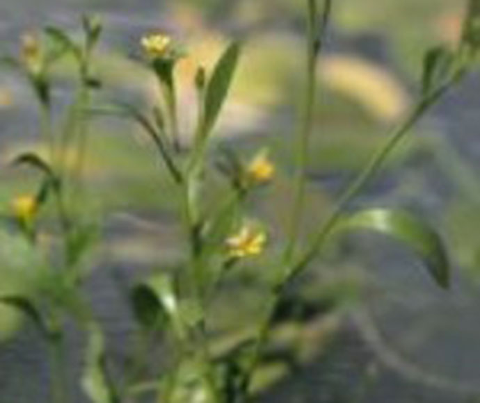 Goodenia nocoleche