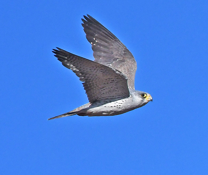 Grey Falcon (Falco hypoleucos)
