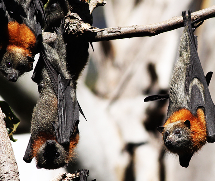 Grey-headed Flying-fox, Pteropus poliocephalus