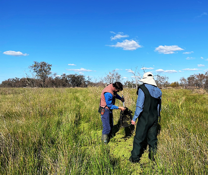 Two researchers in marshes using a net to catch tadpoles