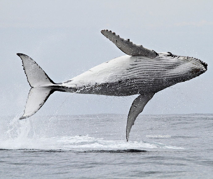 Humpback whale