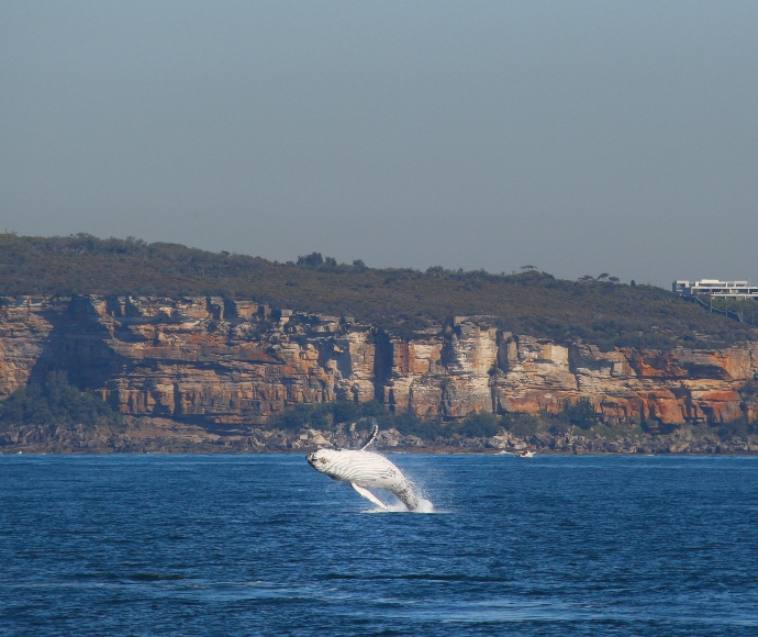Breaching humpback whale (Megaptera novaeangliae)