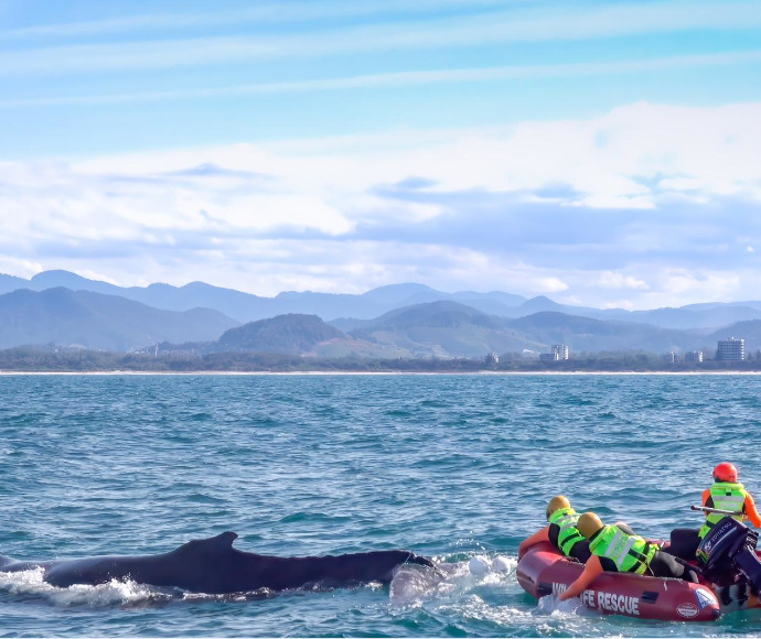 Part of a whale is visible above water as 2 people in helmets lean over the side of an inflatable motor boat and a third person holds a long pole. The sea is calm and vividly blue, with the shoreline and rugged forested hills in the background.