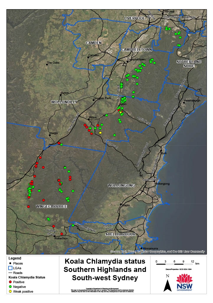 Koala chlamydia status Southern Highlands and Southwest Sydney