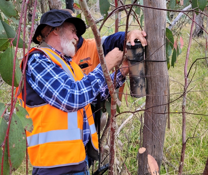 Installing nesting boxes for eastern pygmy possums (Cercartetus nanus)