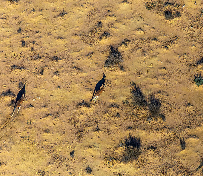 Two kangaros bounding across a yellow-coloured arid landscape