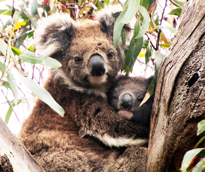 Koala (Phascolarctos cinereus)