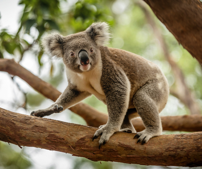 Koala (Phascolarctos cinereus)