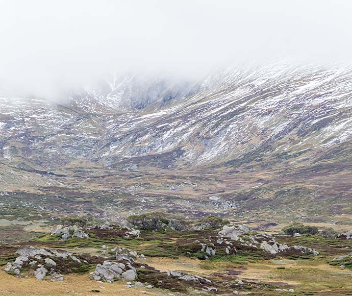 Alpine vegetation, Kosciuszko Summit, Kosciuszko National Park