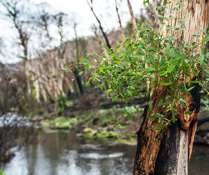 Fire regrowth, Kosciuszko National Park